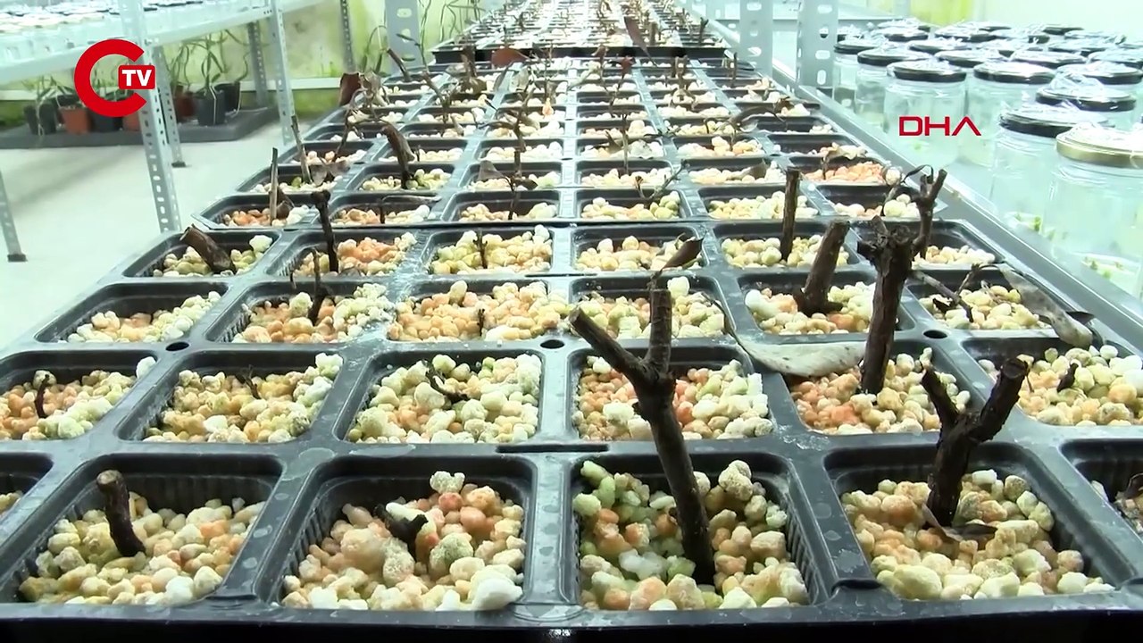 Fidanlar doku kültürü yöntemi ile çoğaltılıyor