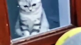 Soo Funny Cute Cat Video And funny action cat!