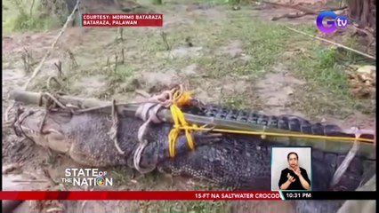 15-ft na saltwater crocodile, nahuli sa Sumbiling River | SONA