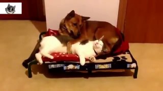 Dog and cat friendship