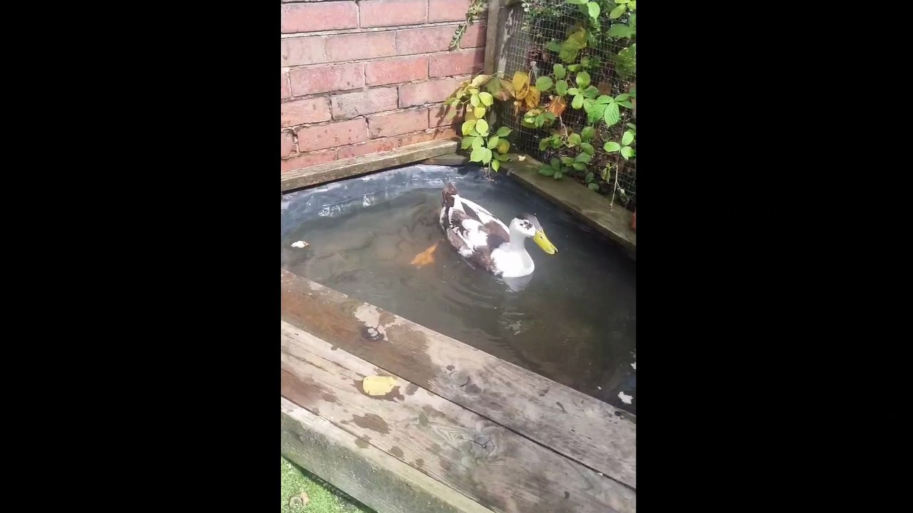 Ham the duck