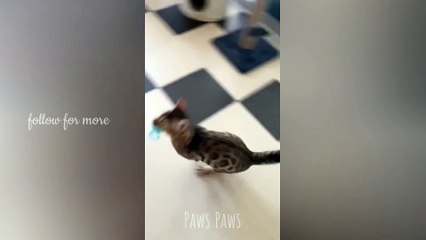 funny cat watch till end