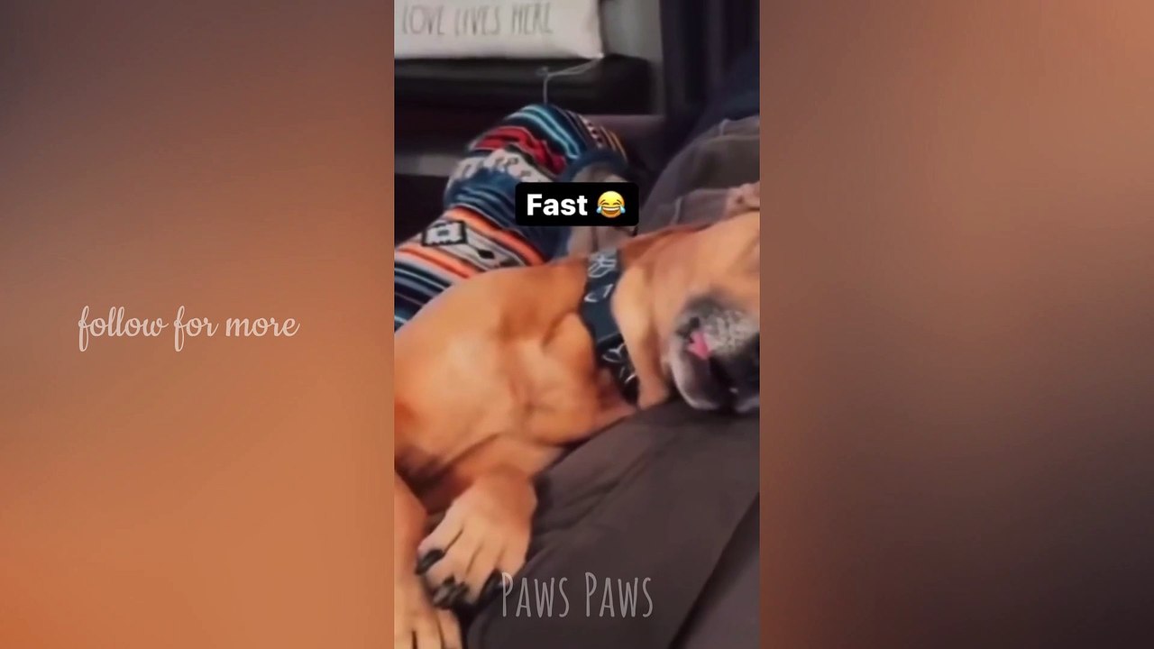 Funniest cats and dogs
