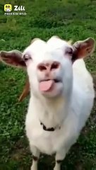 Hilarious Bhed Bakri Comedy Video 😂