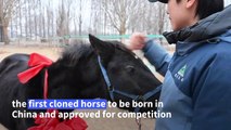 Cloned horse raises hopes for equestrian sports in China