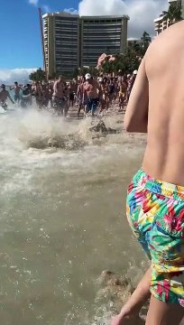 Beached Marlin Rescued by Beachgoers