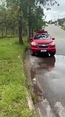 Gato é confundido com onça e é devolvido a natureza