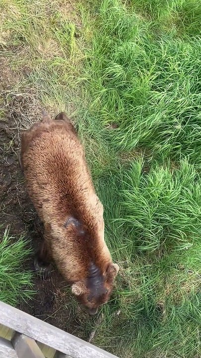 Bears Gather at Brooks Falls in Alaska