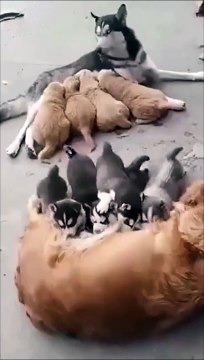 Une maman chien restera toujours une maman chien