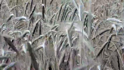 campo, cereal, trigo