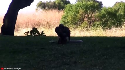 15 MOST BRUTAL Fighting Moments Between Savage Predators   Pet Spot (2)