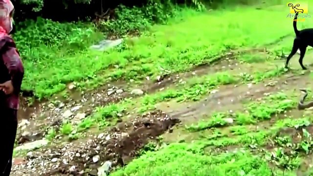 African Animal- Wild Animals fight to death- Dog vs Cobra snake- Extremely Fighting! (2)