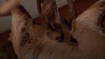 Baby sloth clings to mother after being born at London Zoo