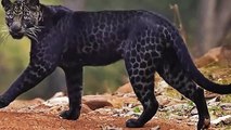 CRAZY Hunting Moments of Leopards in the Wild   Pet Spot (2)
