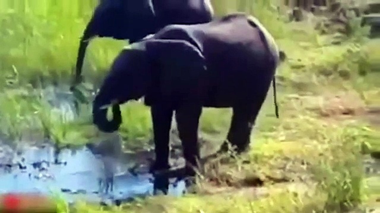 Herd Of Elephants Rescues A Calf - So Beautiful!