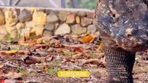 HORRIFIC Moments of Komodo Dragons and other Monitor Lizards Eating their Prey Alive   Pet Spot (2)