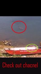 Hungry crocodile surprisingly  Ambush  a dog in Chambal river #Shorts