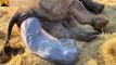Incredible Footage Of Rhino Calf Birth │Cute Baby Rhino │Rhino Giving Birth │The Animal Planet