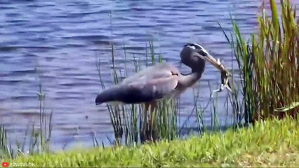 INSANE Moments Predators Became Prey   Pet Spot (2)