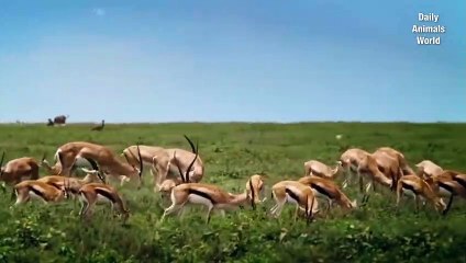 Jakal Atack Impala Cube After Birth   Animal Attacks 2020