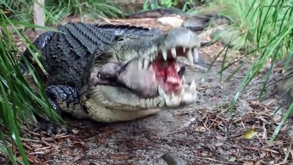 Lion attacks and Crocodile kill  Deadly Fight