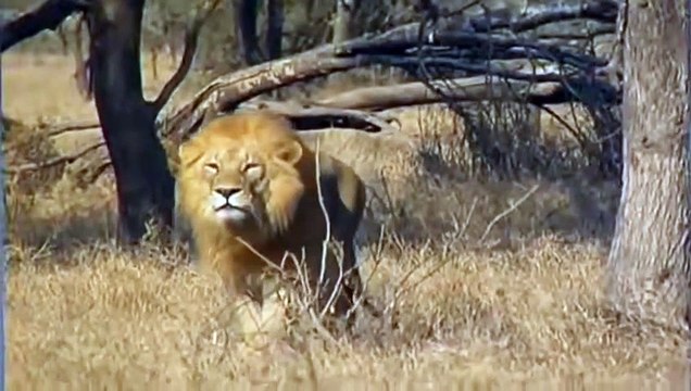 LION BRUTALLY KILLS A CHEETAH WILD VS WILD #lion #cheetah