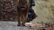 lion close encounter with Humans Near Gir National park India