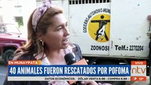 Al rededor de 40 perros fueron rescatados de una casa de la zona de Munaypata, vivían en precarias condiciones