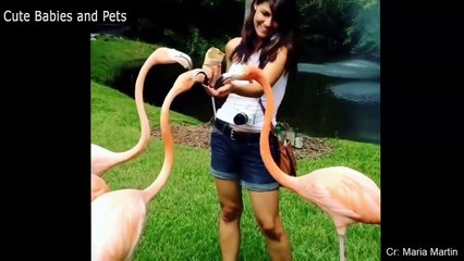 Download Video: Funny Animals Scarring And Chasing People 2021 Compilation #animals