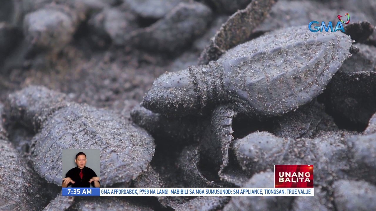 Born to be Wild, bumisita sa isang sea turtle nesting facility sa Naic, Cavite | UB