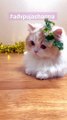 Tukur Tukur Cats _ Cute Cat Video #shorts #reels #cute #cat #cats  Tukur Tukur