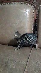 beautiful cats type "bengaal"