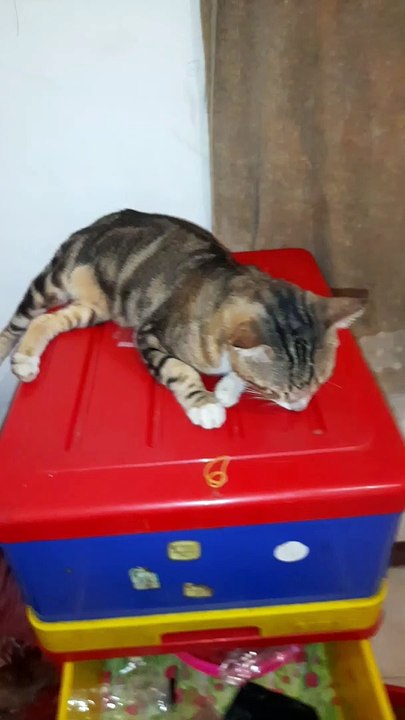 Tipe kucing eksotik bengaal
