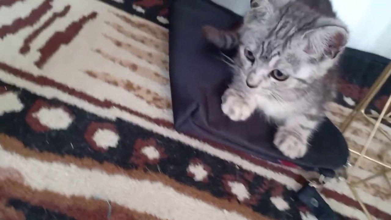 Anak kucing bengaal