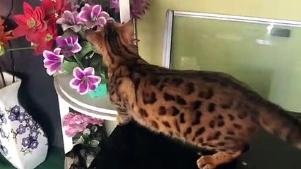 Kucing bengaal untuk peliharaan yang eksotis