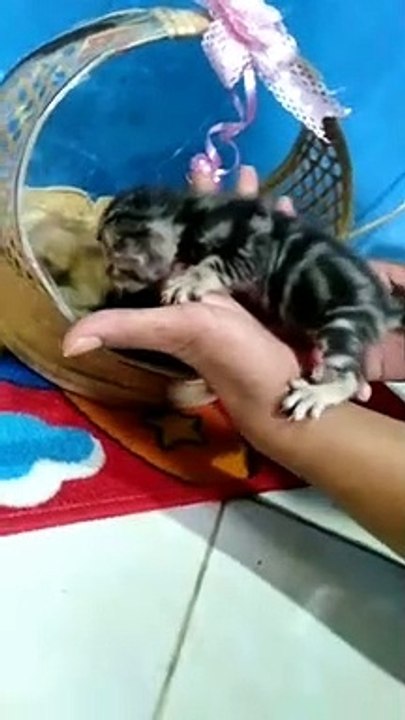 Tipe kucing bengal