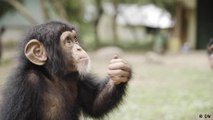 Safeguarding Western chimpanzees