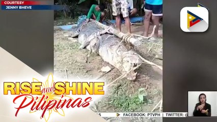 15-ft na buwaya, nahuli sa Bataraza, Palawan