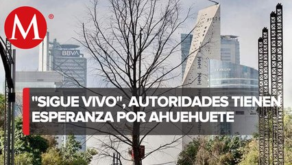 ¡Ahuehuete de Reforma sigue con vida! Autoridades esperan la primavera para decidir si se remplazará