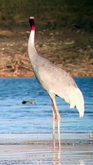 सारस पर संकट: पर्यावरण के साथ छेड़छाड़ से विलुप्ति के कगार पर