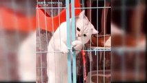 Baby Cats - Cute and Funny Cat Videos Compilation _60 _ Aww Animals(360P)