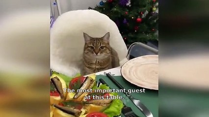 Funny animals - Funny cats - dogs - Funny animal videos 261 (www-y2mate.com)