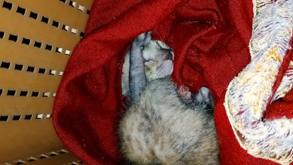 Funny cat videos  kitten baby sleeping