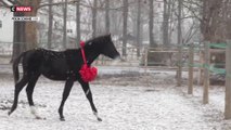 Un cheval cloné ouvre un nouvel avenir pour les sports équestres