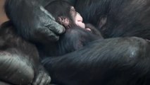 Nace en Reino Unido un chimpancé occidental, una subespecie en peligro crítico de extinción