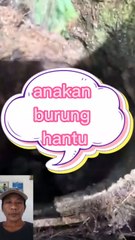Anakan burung hantu