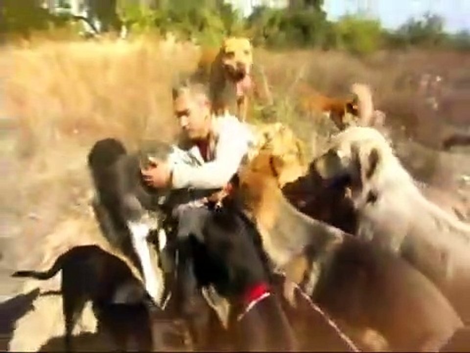 Dog Whisperer with Cesar Millan - Se2 - Ep08 HD Watch