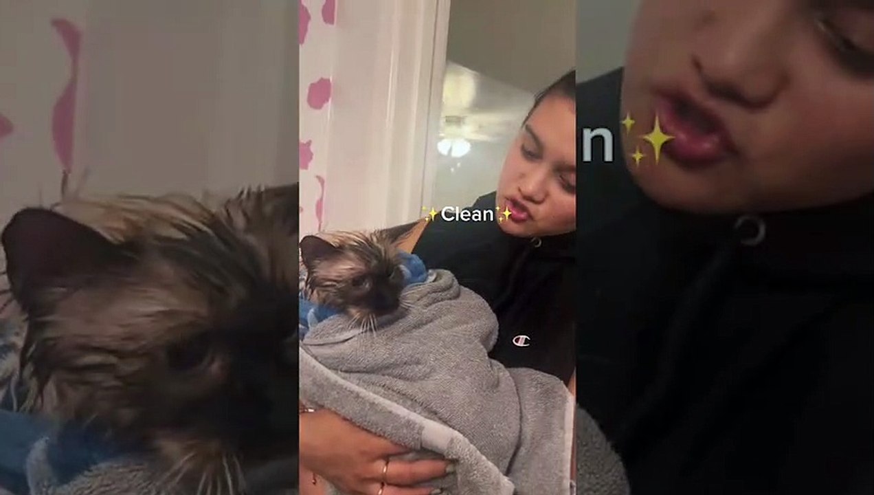 Vídeo hilário: tudo bem, nem todo gato curte tomar banho, mas esse exagerou