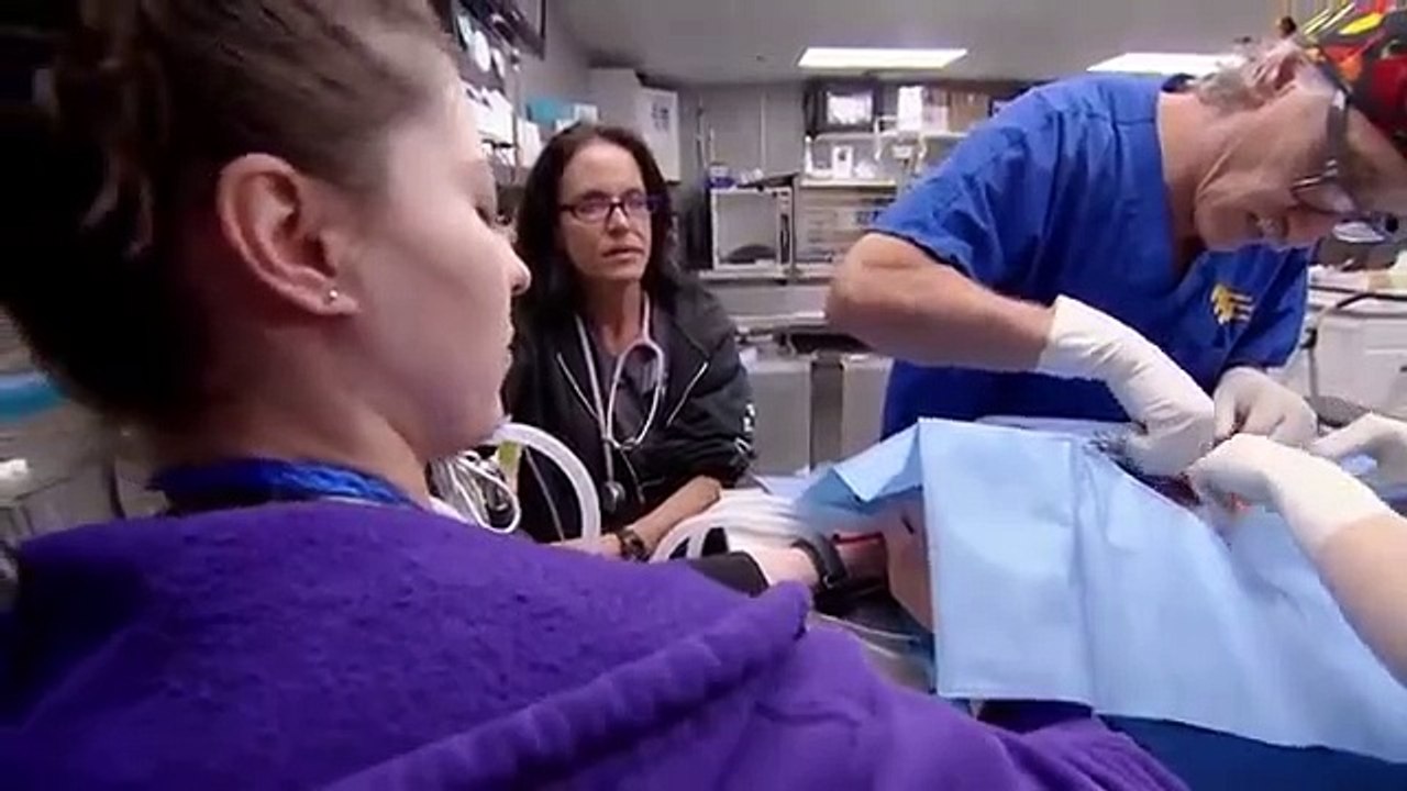 Dr. Jeff - Rocky Mountain Vet - Se4 - Ep08 HD Watch