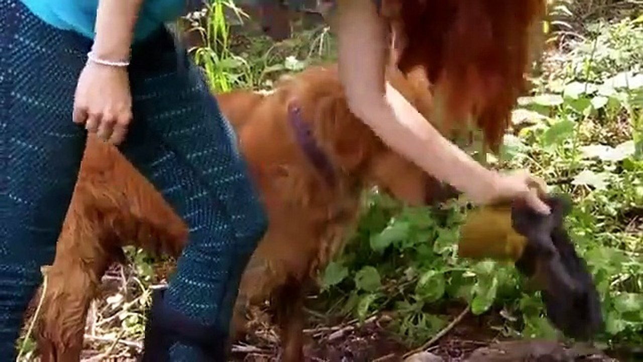 Dr. Jeff - Rocky Mountain Vet - Se6 - Ep05 HD Watch